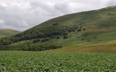 Ancient Woodland near Wooler