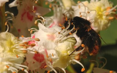 Close-up photograph of a bumblebee collecting nectar and pollen from white horse chestnut blossoms.