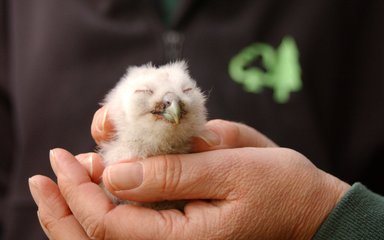 Baby tawny owls in the hands of a ranger
