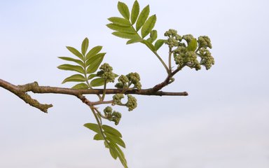 Close-up of rowan branch showing leaves and flowers against a pale sky.