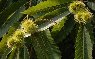 Sweet chestnut fruit and catkins