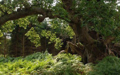 Large old tree with forest behind