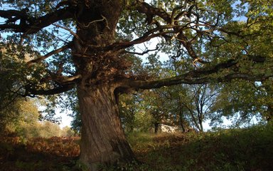 Speech House Woods