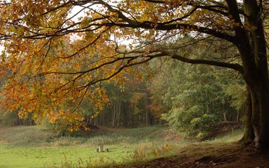 Broadleaf tree in field autumn