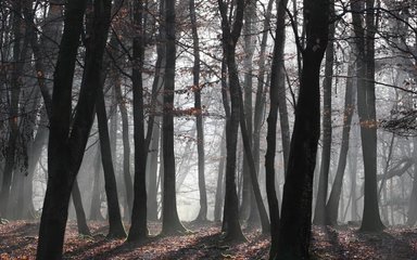 Winter broadleaf woodland