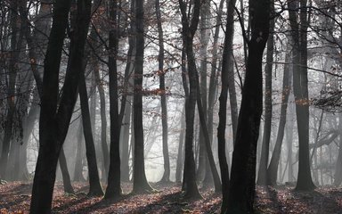 Winter broadleaf woodland 