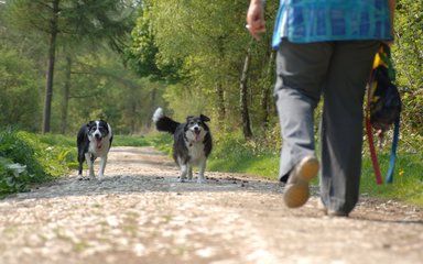 Woman walking dogs through woodland