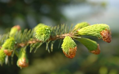 Close-up of Sitka spruce buds bursting
