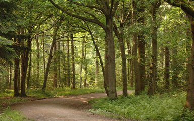 Winding path through the mature woodland