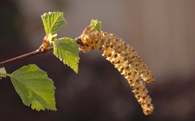 Close-up of silver birch leaf and catkin