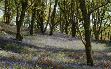 Bluebells Hazelborough