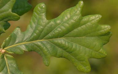 Close up of a single oak leaf