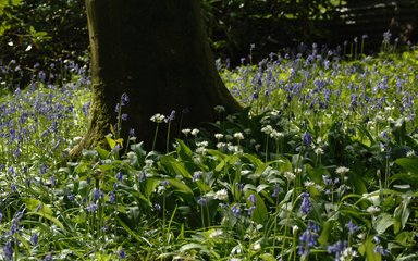 Purple and white flowers next to tree trunk