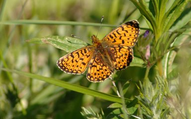 Butterfly on leaf