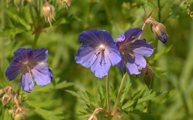 Blue geranium genetic 