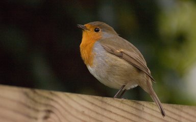 Robin perching on a fence 
