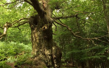 View on an ancient looking tree with a large trunk and gnarled bark