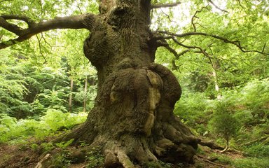 Trunk of large old oak tree with gnarled bark