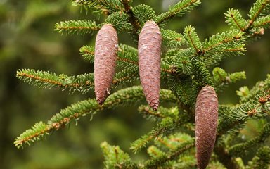 Cones hanging from tree