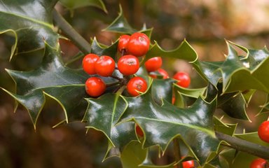 Holly branch with spiky leaves and a cluster of red berries