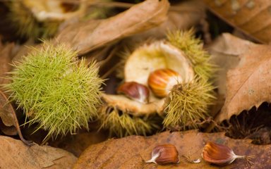 Close-up of nuts from a sweet chestnut shown with their spiky cases