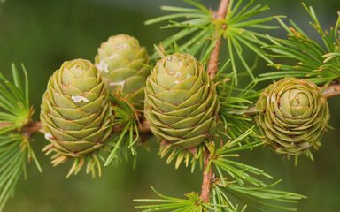 Close-up of needle rosettes on a hybrid larch
