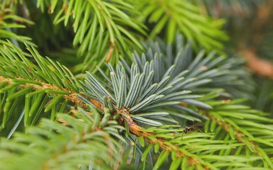 Close-up of needles on a Sitka spruce