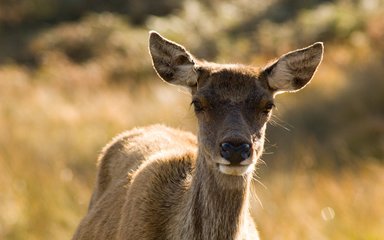 Red deer hind close up