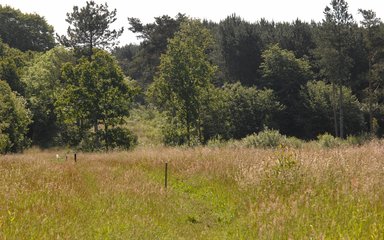 Grassland