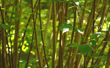 Close-up of hazel branches and full leaves in dappled sunlight