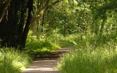 chambers wood walking trail