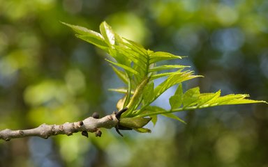 Ash tree bud bursting into leaf