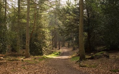 Houghton Forest