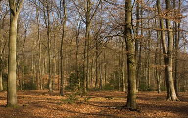 Autumnal forest