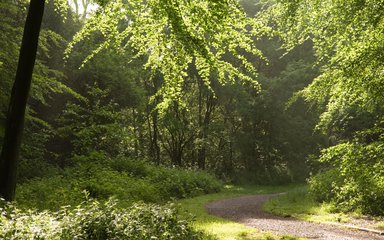 Sunlight streaming through the Beech trees