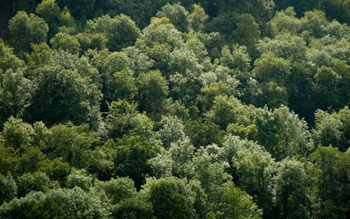 mixed green tree tops