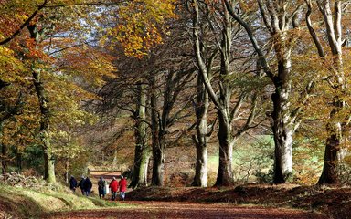 Beech avenue in Great Wood, Somerset