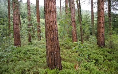 Pine tree trunks within green forest shrubs 