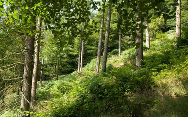 Beech woodland generic