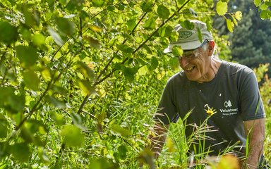 Man volunteering in the forest, clearing woodland 