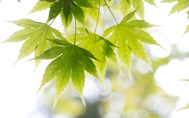 Westonbirt - maple leaves in summer