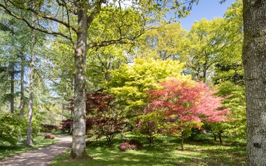 Westonbirt in spring