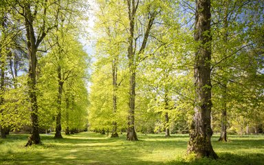 Lime Avenue in spring