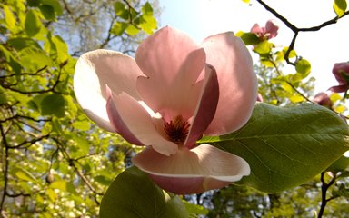 Magnolia