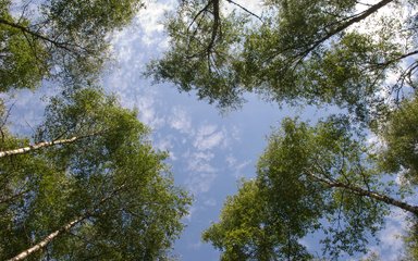 Tree canopy with blue skies