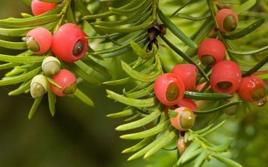 Close up of red yew berries on the tree branch