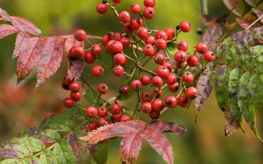 Close-up of red rowan berries with autumn leaves