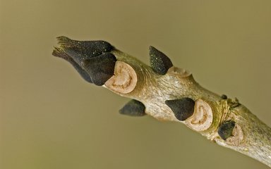 close up of ash tree buds on the tip of a twig