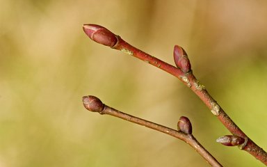 close up of leaf buds on a twig