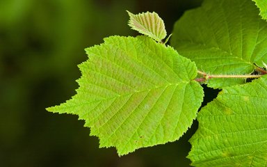 Close-up of a green hazel leaf